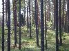 Mini Ilves