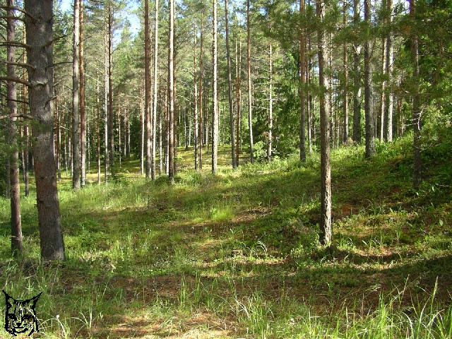 Ilvesteade 3.p�ev