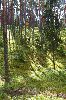 29. Ilvesteade (2.p�ev)