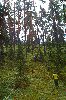 29. Ilvesteade (2.p�ev)