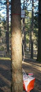 Saatja puuküljes Tallinnas Nõmmel